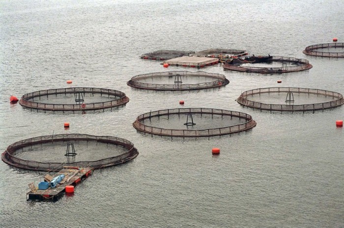 Industria del salmón: parte de la solución