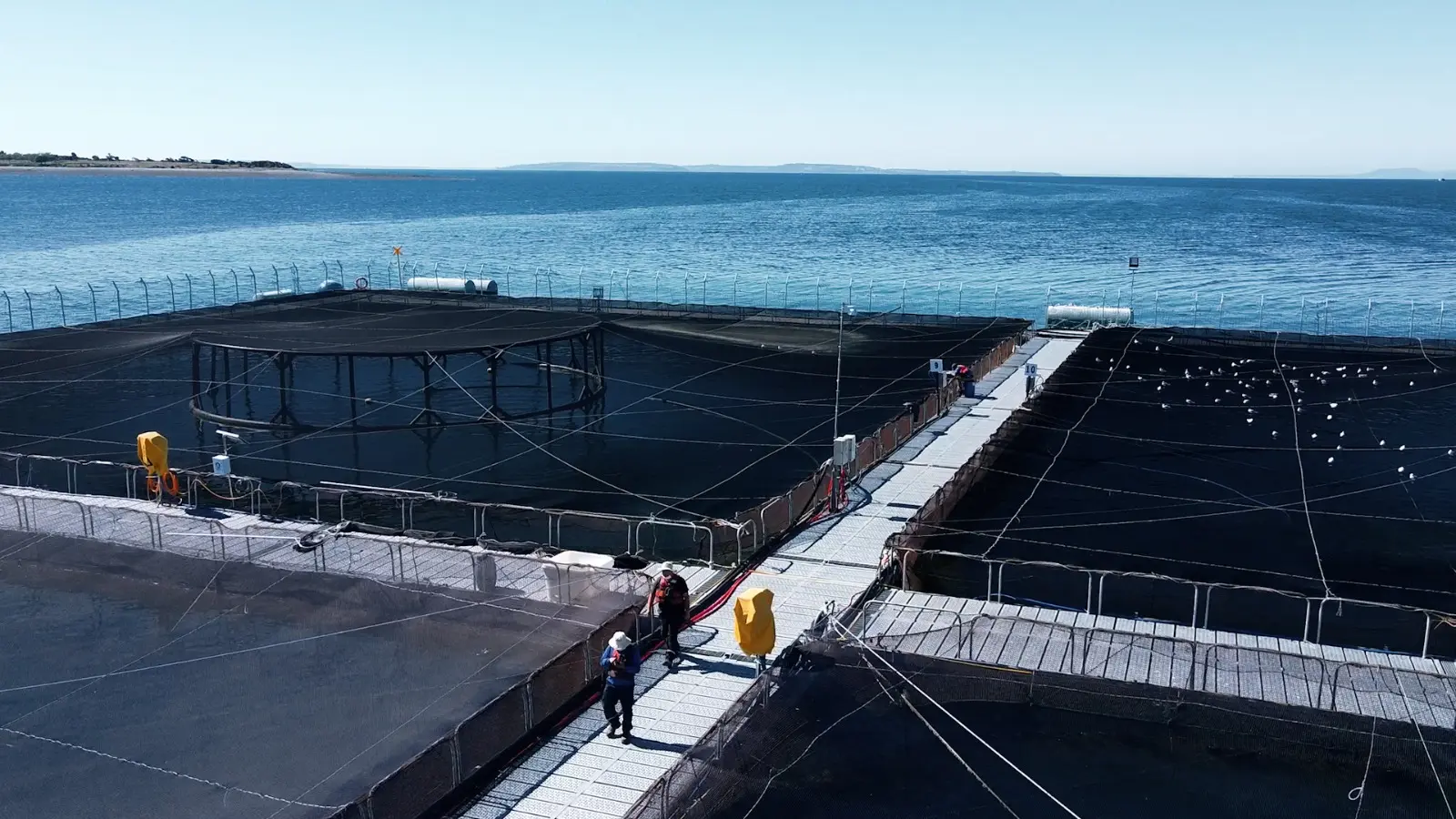 Empresas productoras se unen para abordar el potencial asilvestramiento de salmones en el ambiente acuático