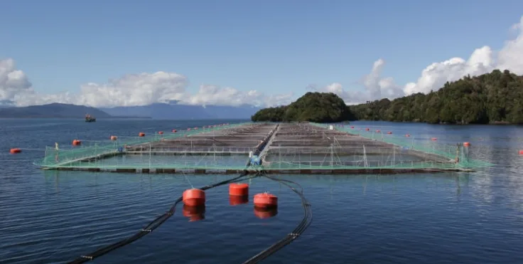 Chilenos innovan en diseños y tecnología de redes para la industria salmonera