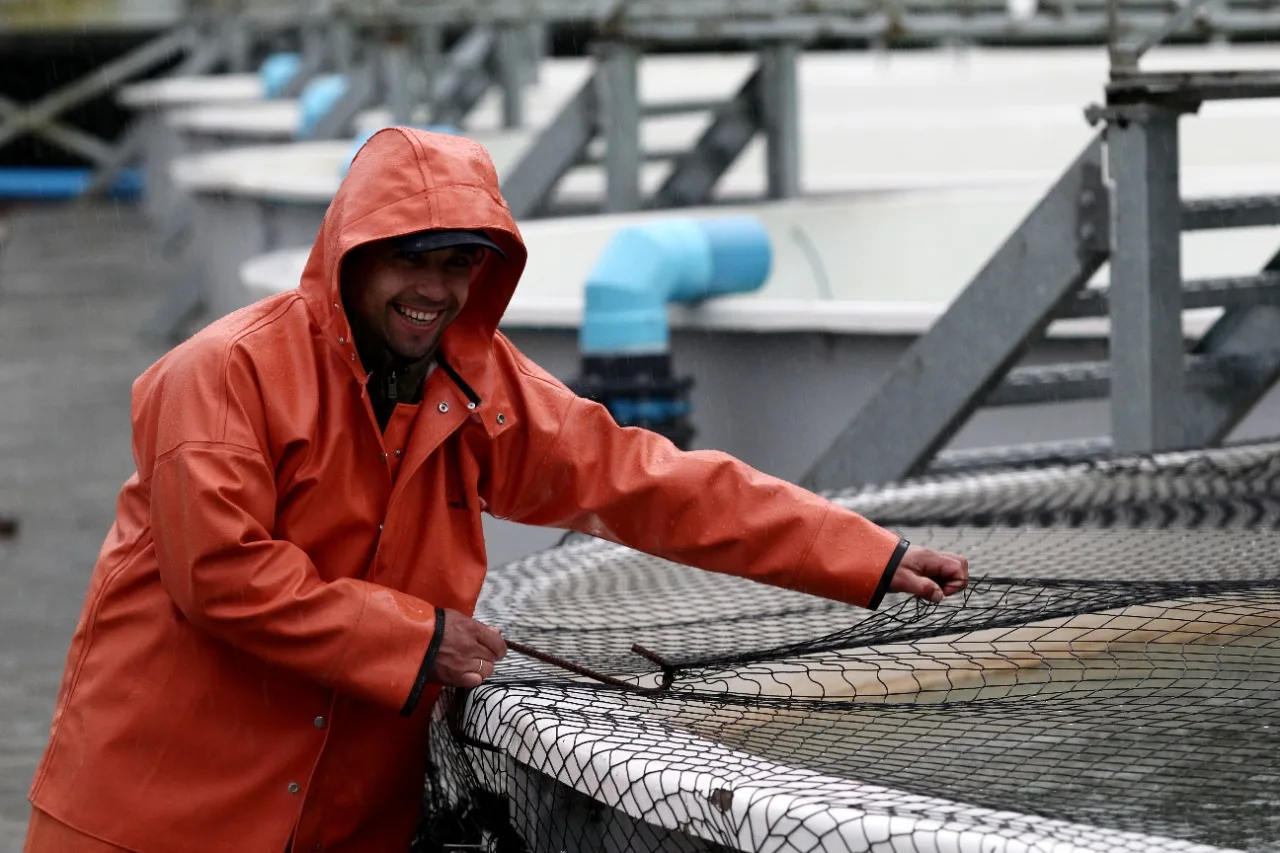 Industria salmonera generará más de 2.200 puestos de trabajo temporales