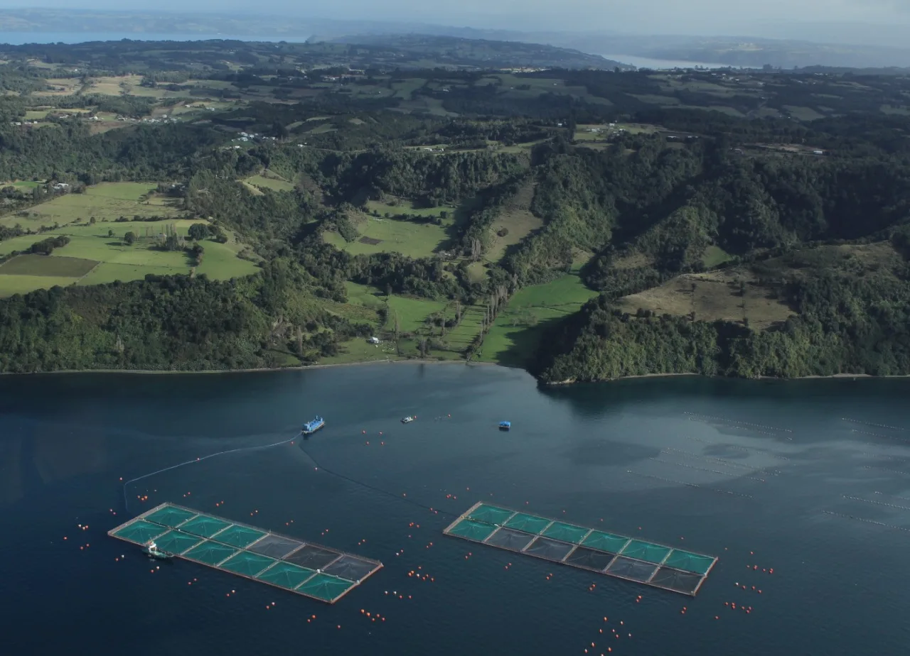 SalmonChile se suscribe a organización  internacional de acuicultura sustentable