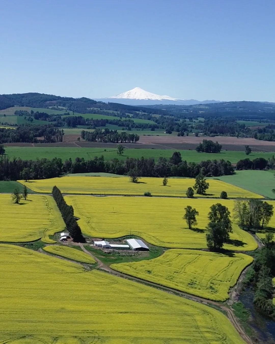 Salmones y agricultura: aumenta presencia de granos y proteínas vegetales en la comida de los peces