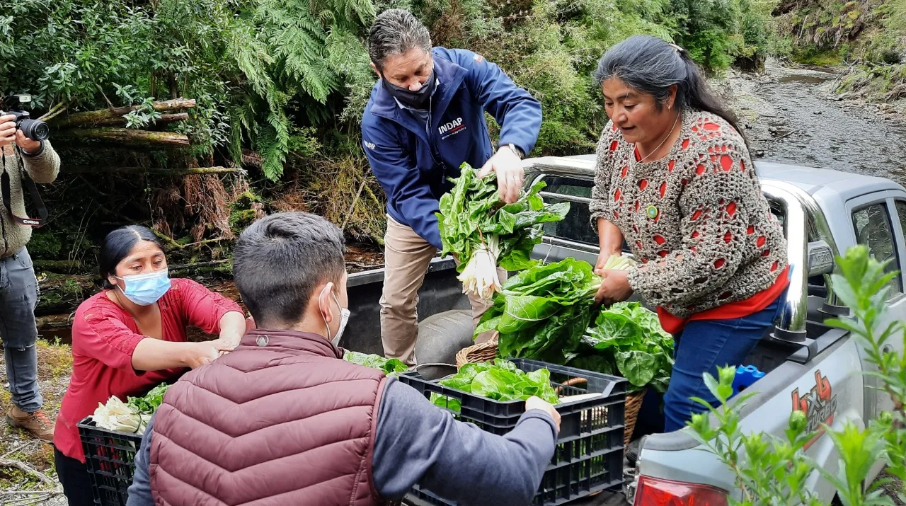 Industria salmonera se abastecerá de hortalizas locales en Quellón