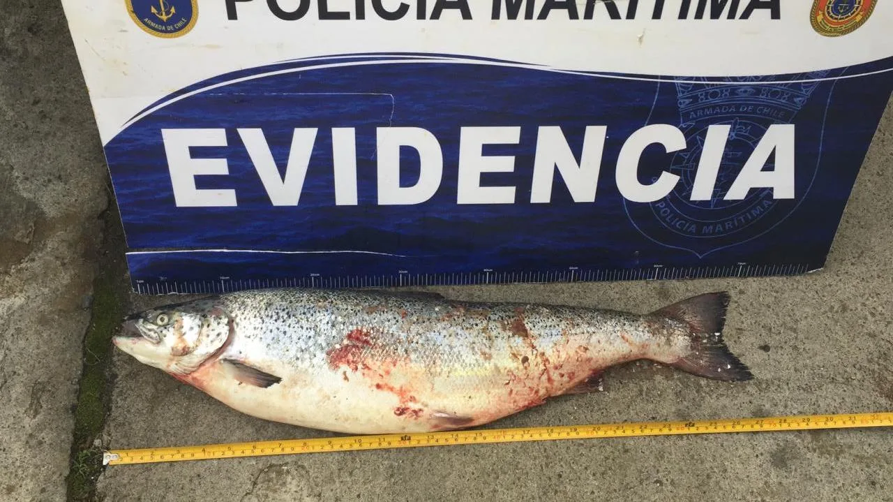 Tomás Monge, Director Territorial de SalmonChile por robo de salmón:  “Es preocupante el incremento de los robos a centros de  cultivo y al transporte”