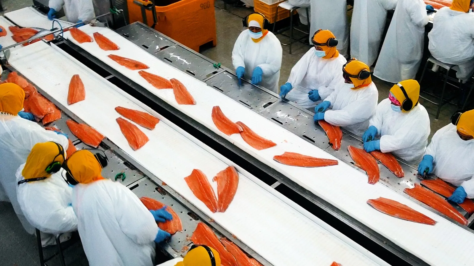 Salmón chileno se consolida como el segundo producto más exportado del país durante 2025